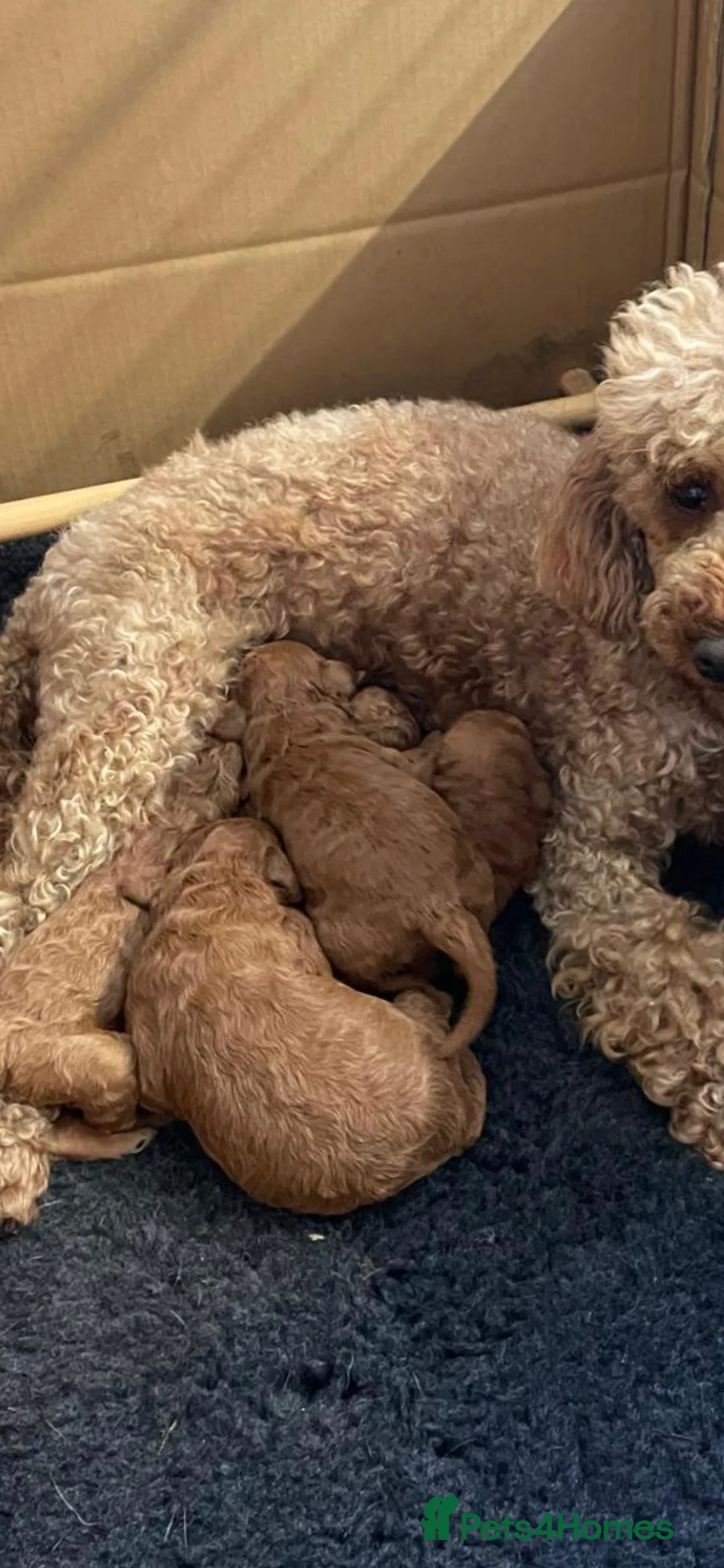 Miniature Poodle dogs for stud: EXTENSIVELY HEALTH TESTED POODLE FOR STUD - Advert 3