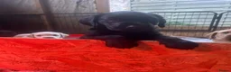 Labrador Retriever dogs for sale: Stunning Labrador puppies for sale - Advert 12