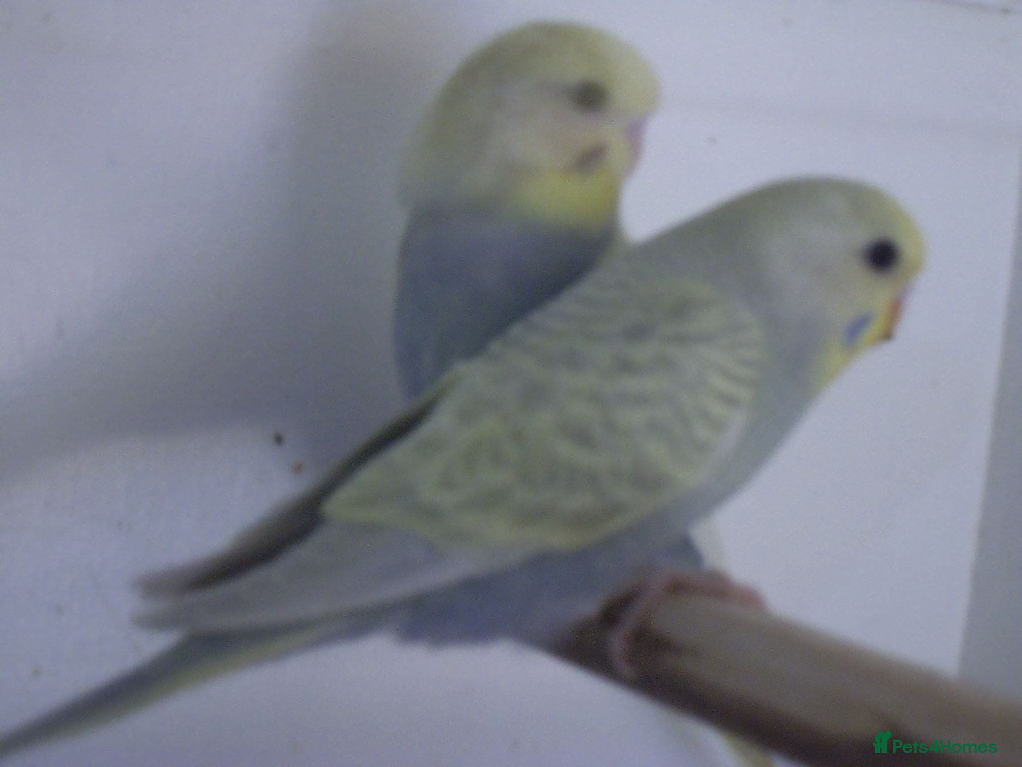 Budgerigars birds Beautiful Baby BUDGIES - Advert 2