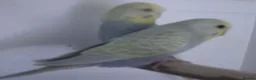 Budgerigars birds for sale: Beautiful Baby BUDGIES - Advert 2