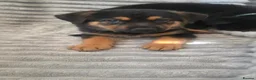 Mixed Breed dogs for sale: German shepherd x rottweiler puppies  in Brierley Hill - Advert 18