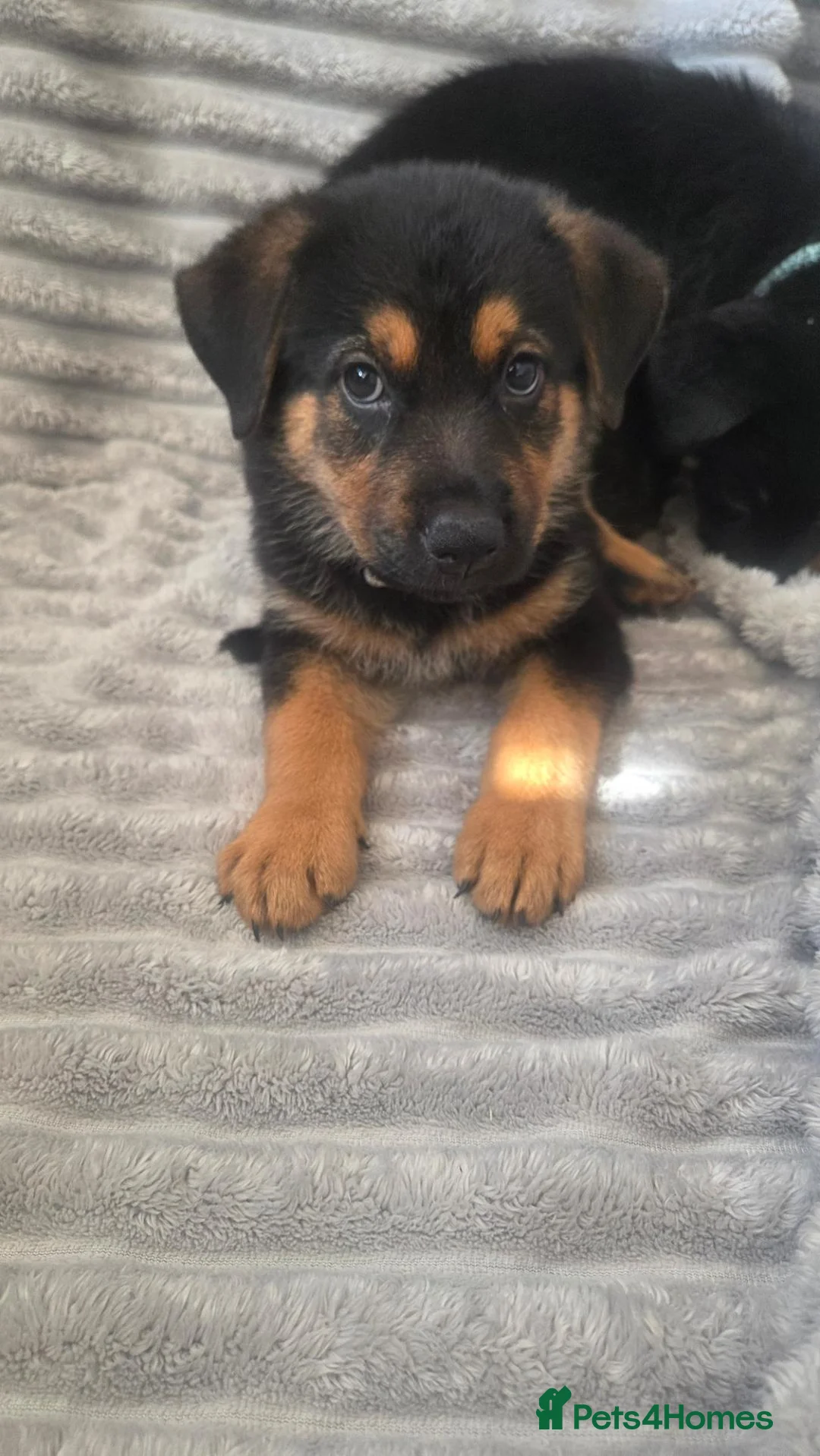 Mixed Breed dogs for sale: German shepherd x rottweiler puppies  in Brierley Hill - Advert 18