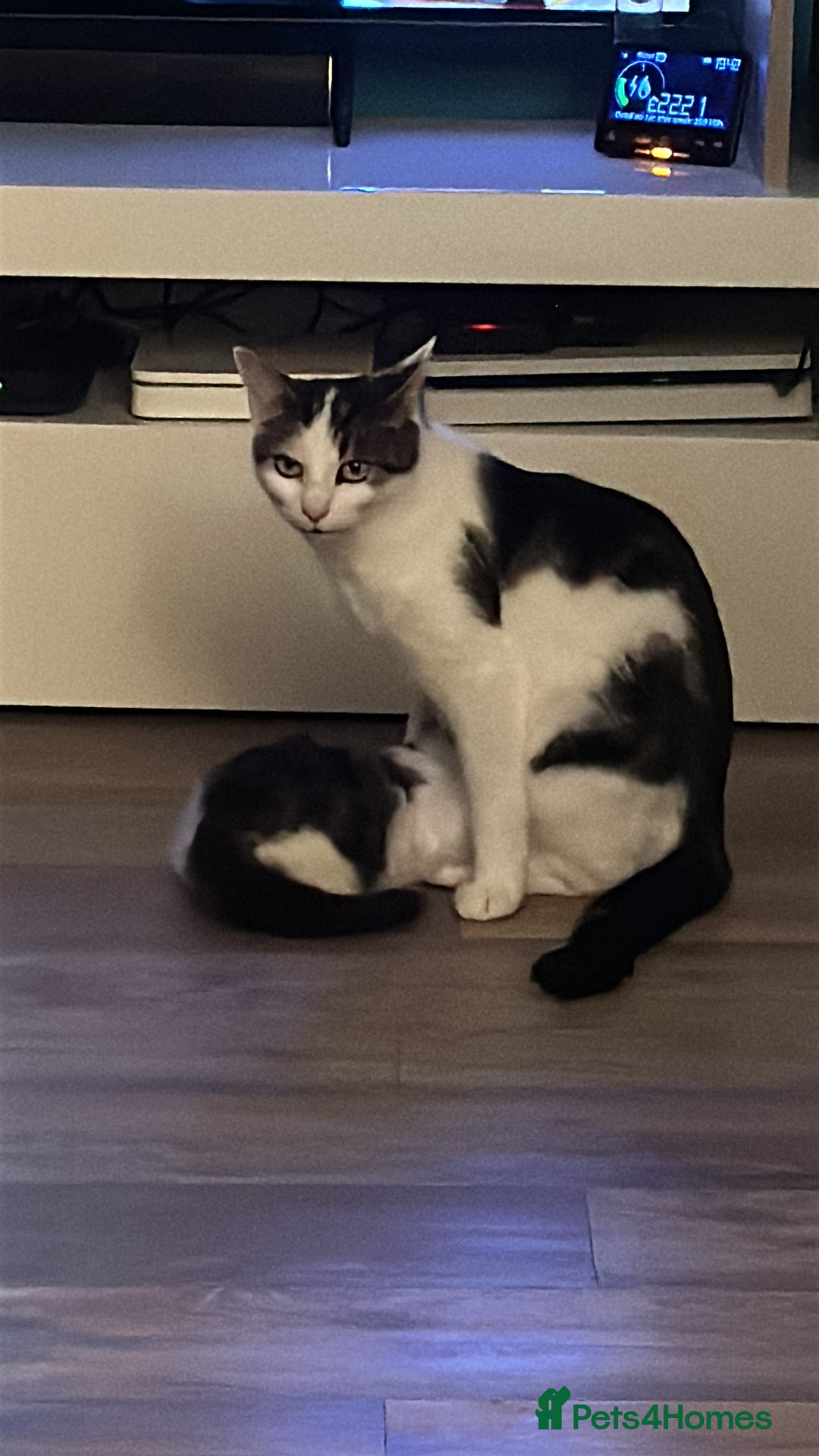 Mixed Breed cats for sale: READY NOW!!  - Advert 2