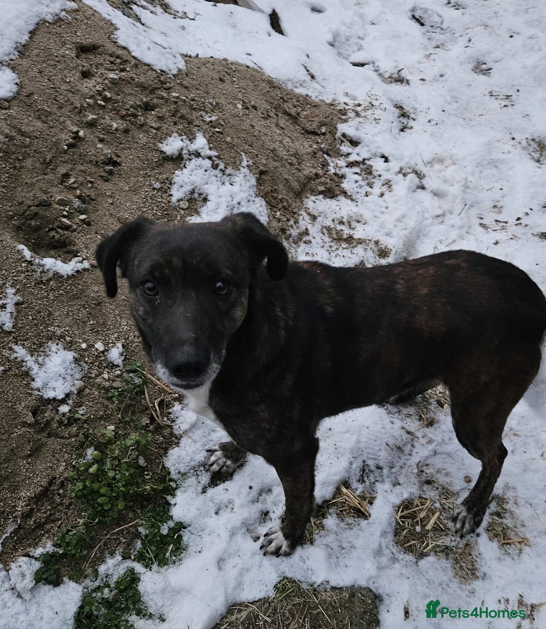 Mixed Breed dogs for adoption: LOLA – Gentle Soul, Bright Eyes & Pure Devotion🤍 - Advert 19