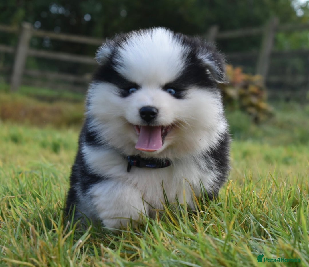 Pomsky dogs for sale: Genuine F4 Pomsky puppies (Health tested parents)  - Image 8