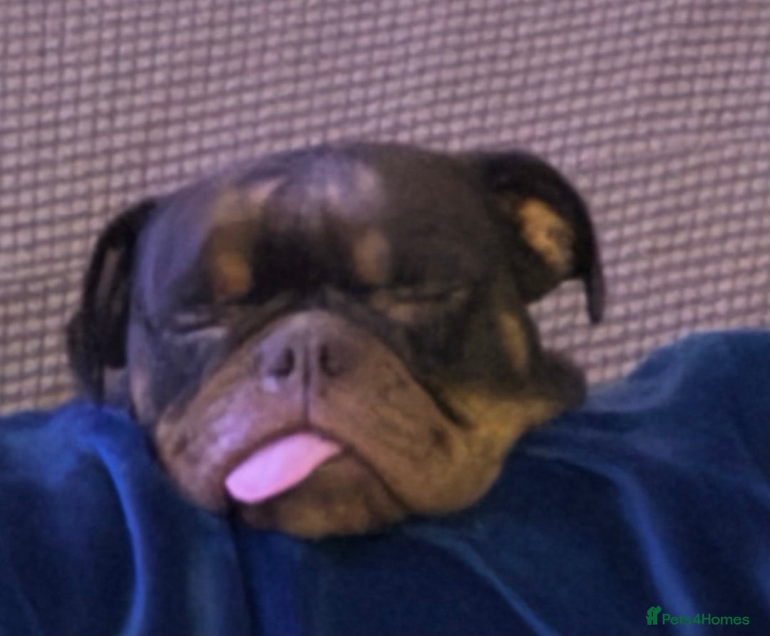 Olde English Bulldogge dogs for sale: Loving oldEngland Bulldog Lookingfor a 4eva Home  - Advert 4