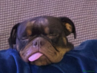 Olde English Bulldogge dogs Loving oldEngland Bulldog Lookingfor a 4eva Home - Advert 13