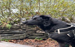 German Shepherd dogs for sale: Female German shepherd 2yo - Image 4