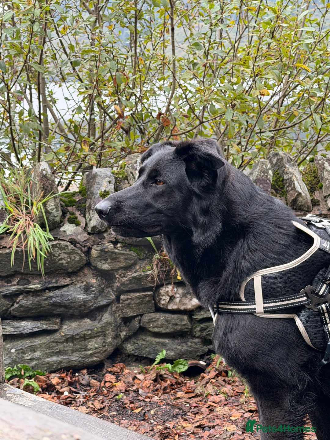 German Shepherd dogs for sale: Female German shepherd 2yo - Image 4