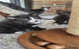 Domestic Shorthair cats for sale: 6 black and white Semi-Domestic kittens - Image 16