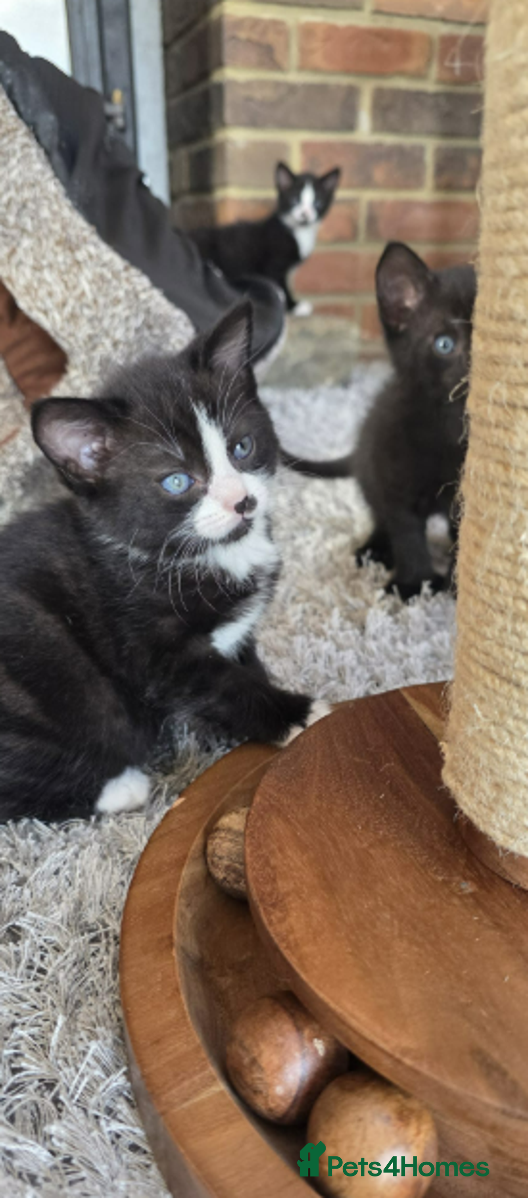 Domestic Shorthair cats for sale: 6 black and white Semi-Domestic kittens - Image 16
