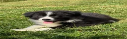 Border Collie dogs for sale: Stunning KC Registered Border Collie Puppies  - Advert 15