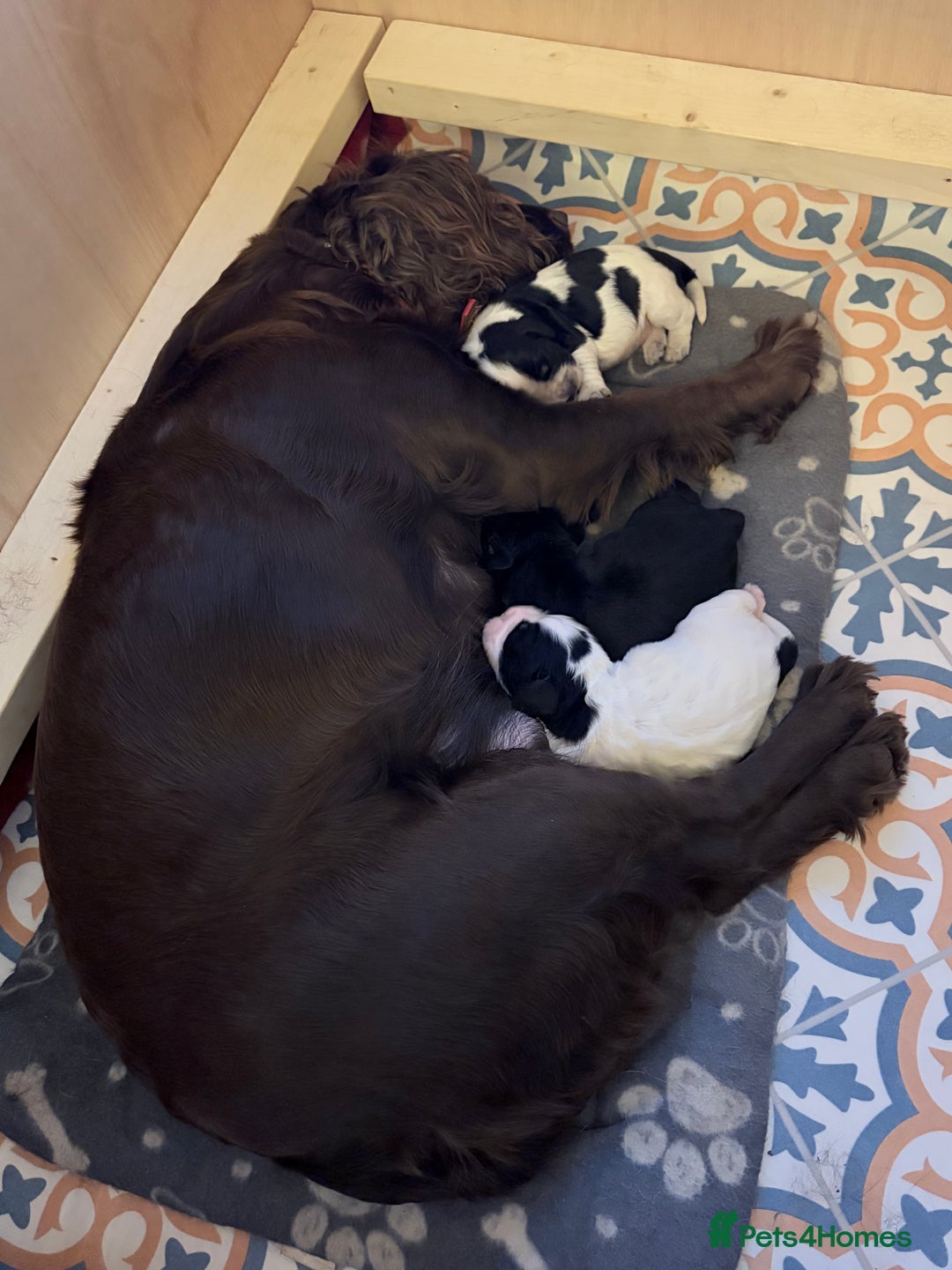 Sprocker dogs for sale:  Sprocker Spaniel puppies for sale - Advert 2
