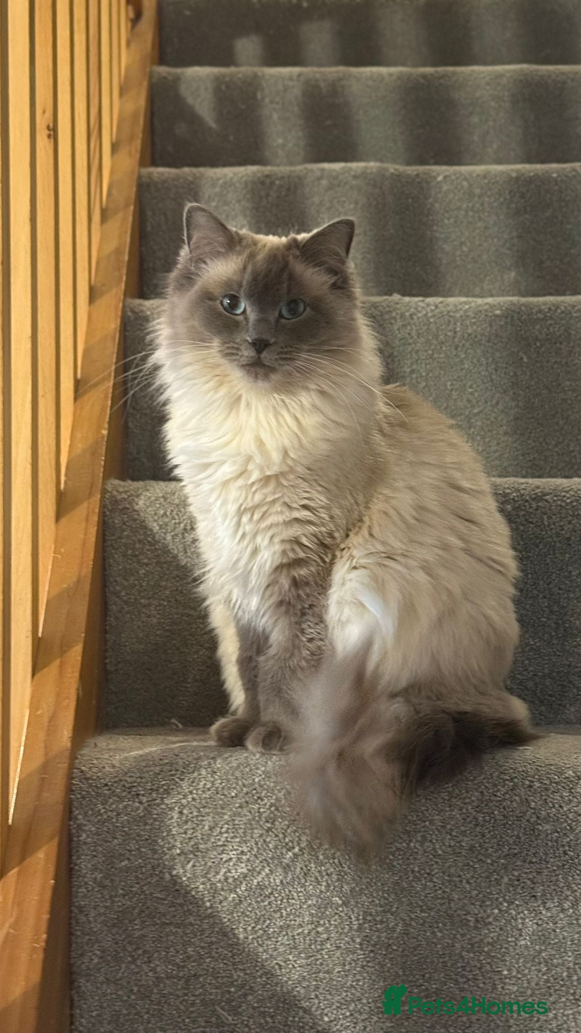 Ragdoll cats Ragdoll and Maine coon cat for sale - Advert 1