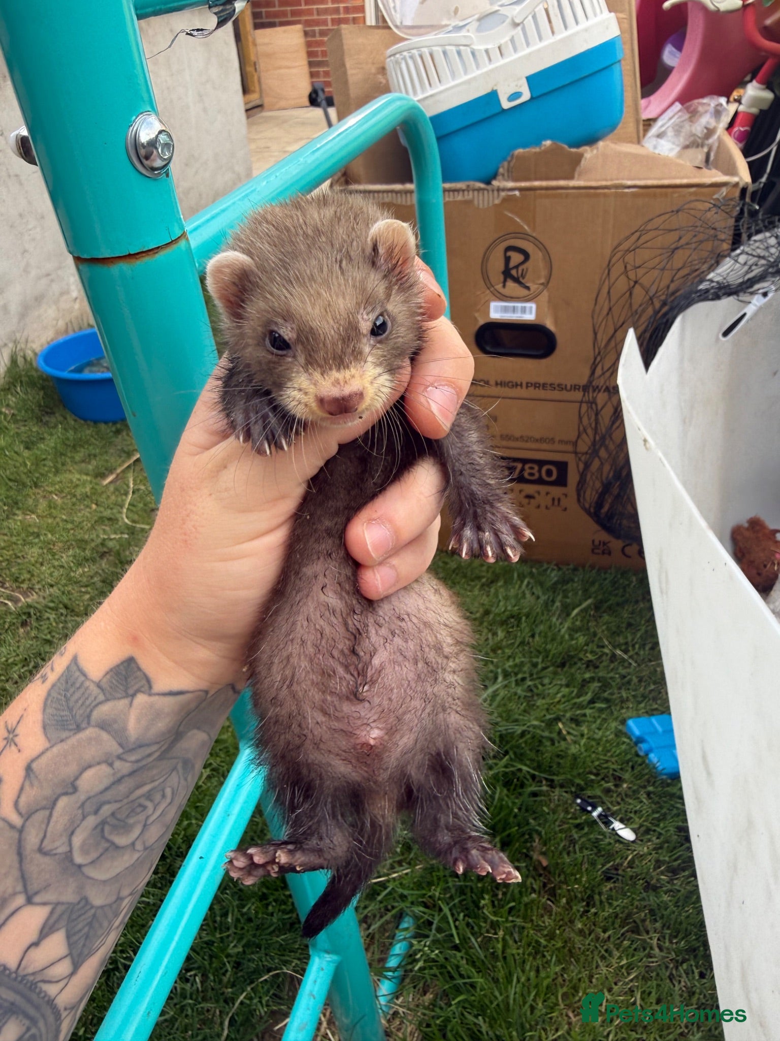 Ferret rodents Stunning Ferret. Kits  - Advert 2
