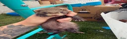 Ferret rodents for sale: Stunning Ferret. Kits  - Advert 1