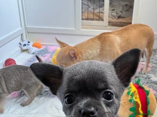 Chihuahua dogs Blue female chihuahua puppy - Advert 6