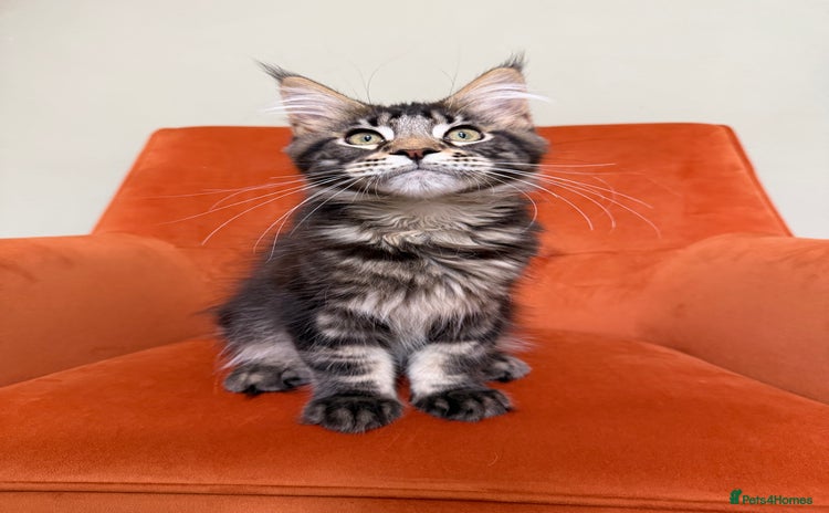 Maine Coon cats - Advert 6