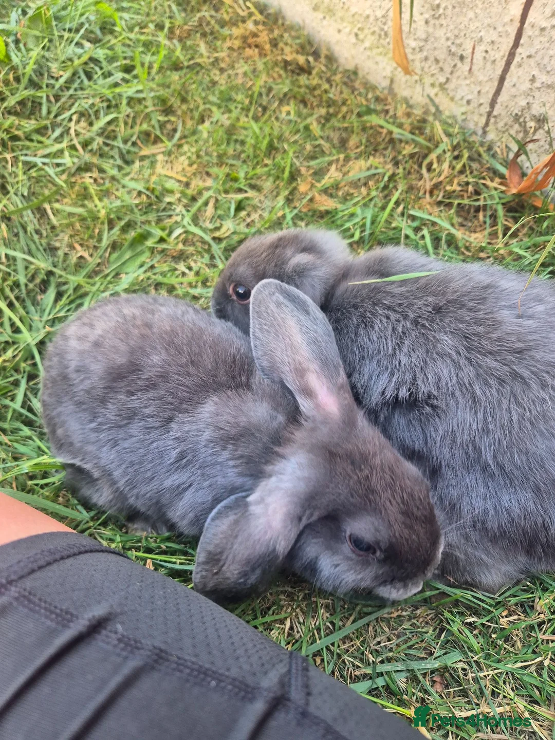 Mini Lop rabbits for sale: Grey mini lops  in Nuneaton - Advert 1