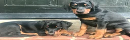 Dobermann dogs for sale: Mr Blue- A truly Free Range Doberman - Advert 13
