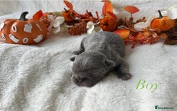 French Bulldog dogs for sale: Frenchie pups KC Registered  - Image 7