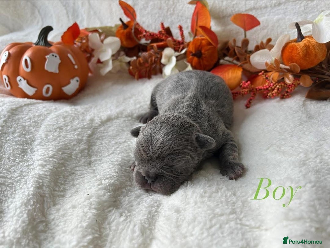 French Bulldog dogs for sale: Frenchie pups KC Registered  - Image 7