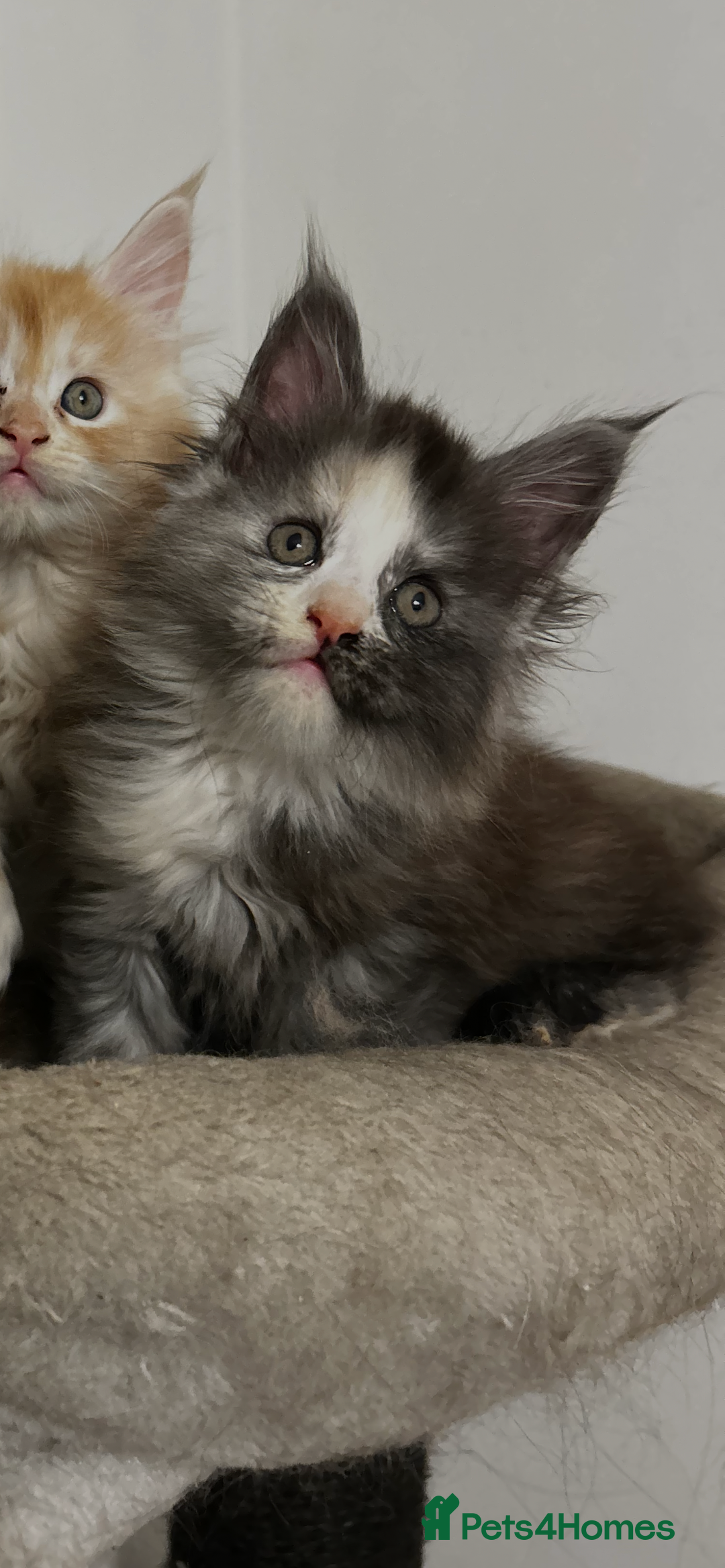 Maine Coon cats for sale: 2 stunning girls 1 polydactyl ready  **  ev - Advert 20