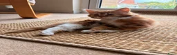 Mixed Breed cats for sale: Adorable Fluffy Kittens!  in Uckfield - Advert 5