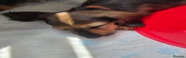 Chewy