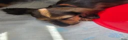 Dachshund dogs for sale: Miniature dachshunds puppies  - Advert 4