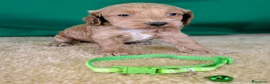 Green collar Girl - ID 1743