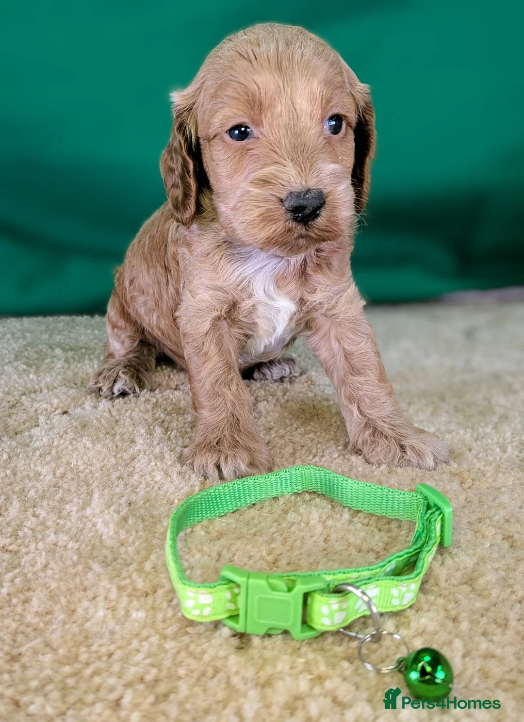 Cockapoo dogs for sale: Beautiful F1Cockapoo Puppies For Sale 🐶 - Advert 9