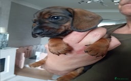 Miniature Dachshund dogs for sale: 3 gorgeous mini Dachshunds - Image 1