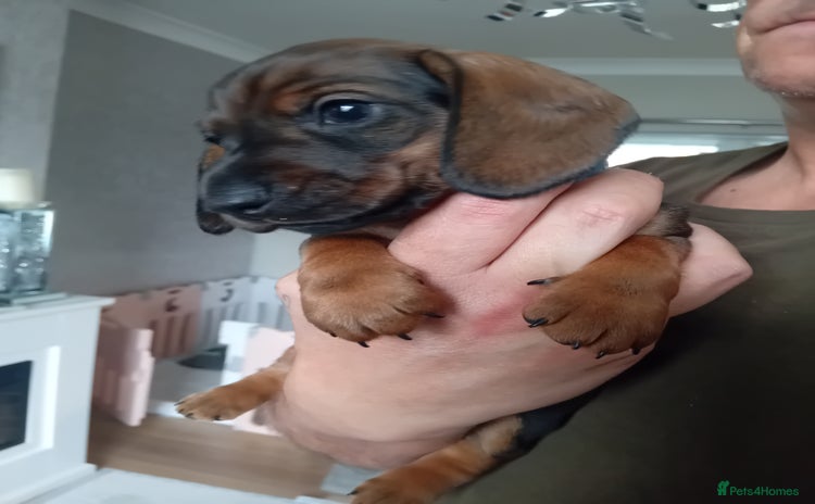 Miniature Dachshund dogs - Advert 2