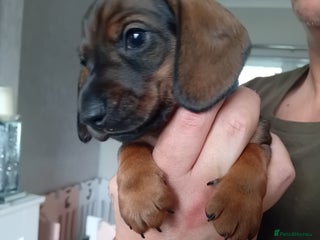 Miniature Dachshund dogs - Advert 1