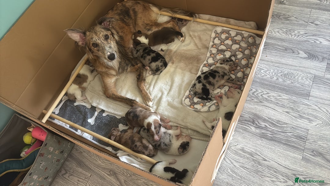 Mixed Breed dogs for sale: Lurcher pups  - Image 1