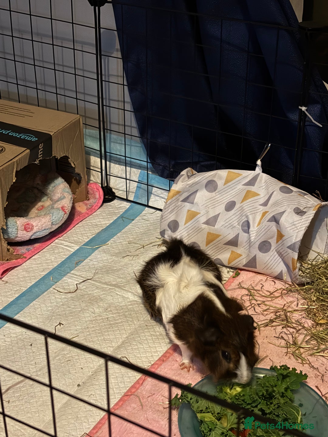 Guinea Pig rodents for sale: Alfie - Male Guinea Pig - Advert 2