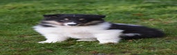 Rough Collie dogs for sale: Kc registered rough collie puppies  - Advert 3