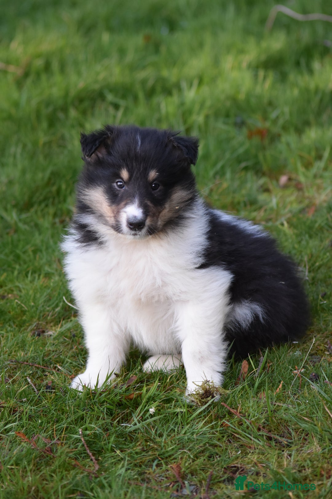 Rough Collie dogs for sale: Kc registered rough collie puppies  - Advert 3