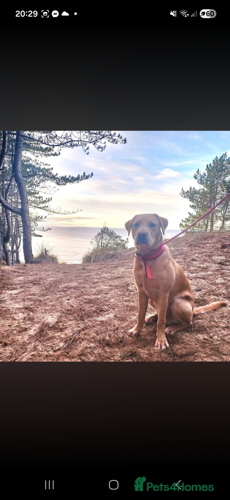 Labrador Retriever dogs KC Registered  Labrador  Stud – Proven - Advert 5