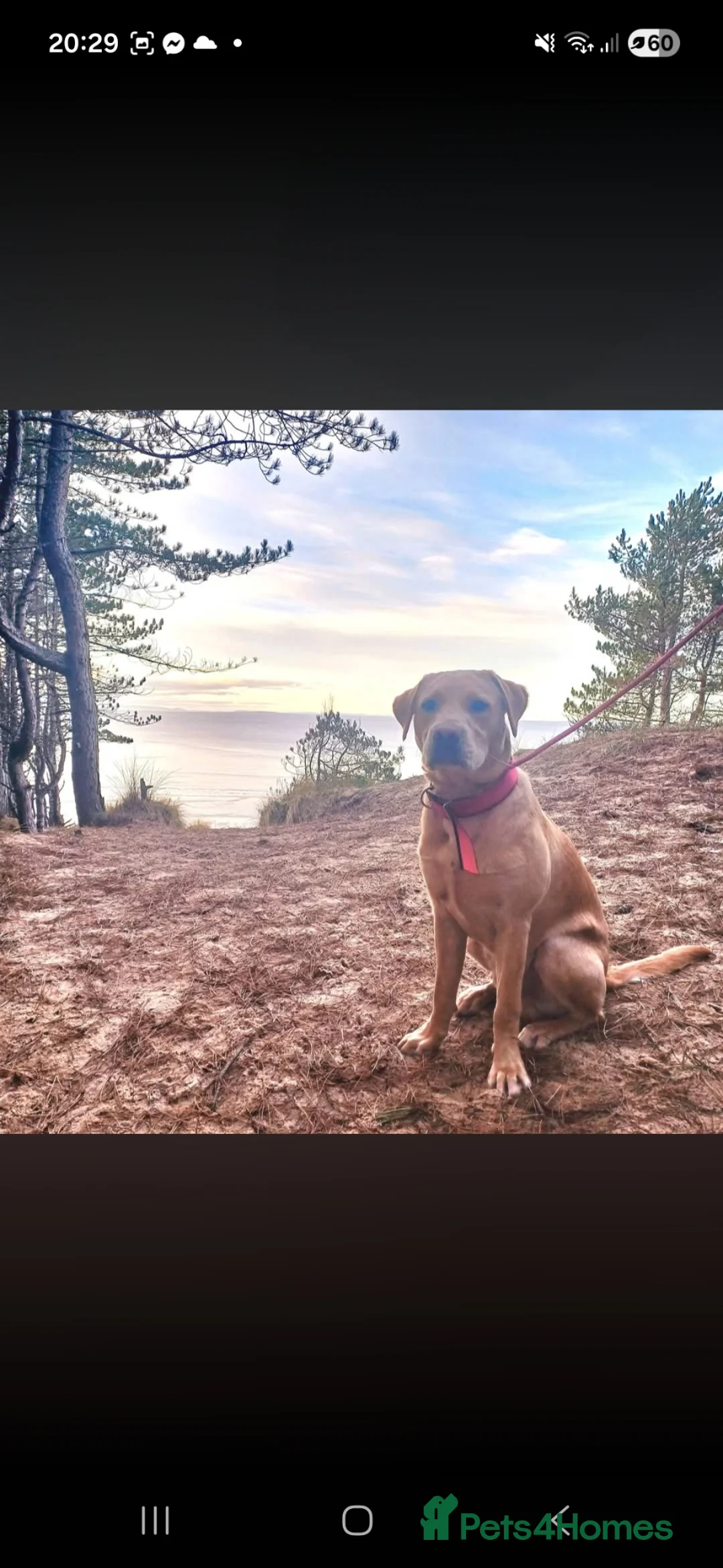 Labrador Retriever dogs for stud: KC Registered  Labrador  Stud – Proven - Advert 1