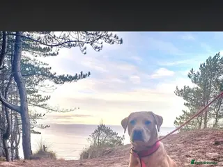 Labrador Retriever dogs KC Registered Labrador Stud – Proven - Advert 5