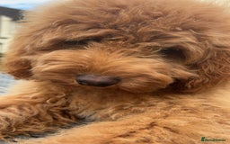 Cockapoo dogs for stud: Tommy  - Image 9