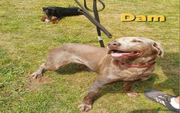 Labrador Retriever dogs for sale: Gorgeous KC Silver Labrador Puppies. - Image 16