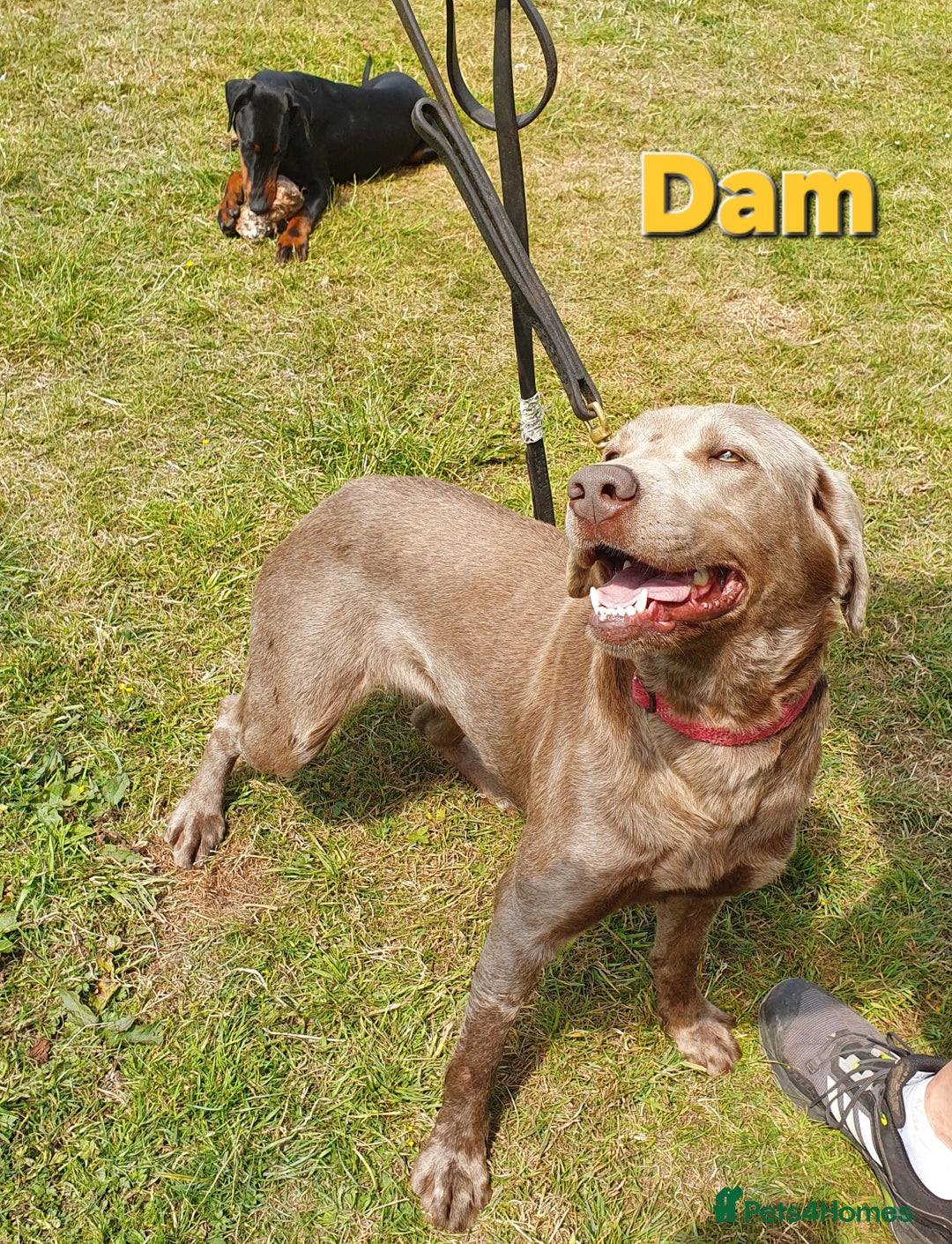 Labrador Retriever dogs for sale: Gorgeous KC Silver Labrador Puppies. - Image 16