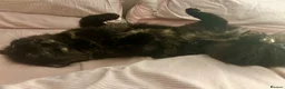 British Longhair cats for sale: Free - looking for the right home - Advert 7