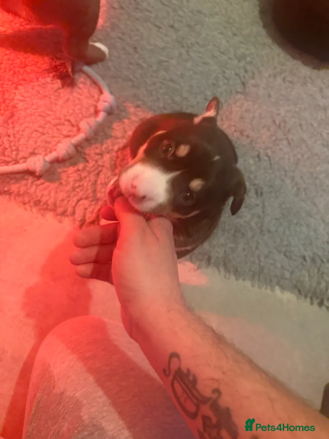 Mixed Breed dogs for sale: Pocket bulldog  Siberian husky x pocket pitskys - Advert 7