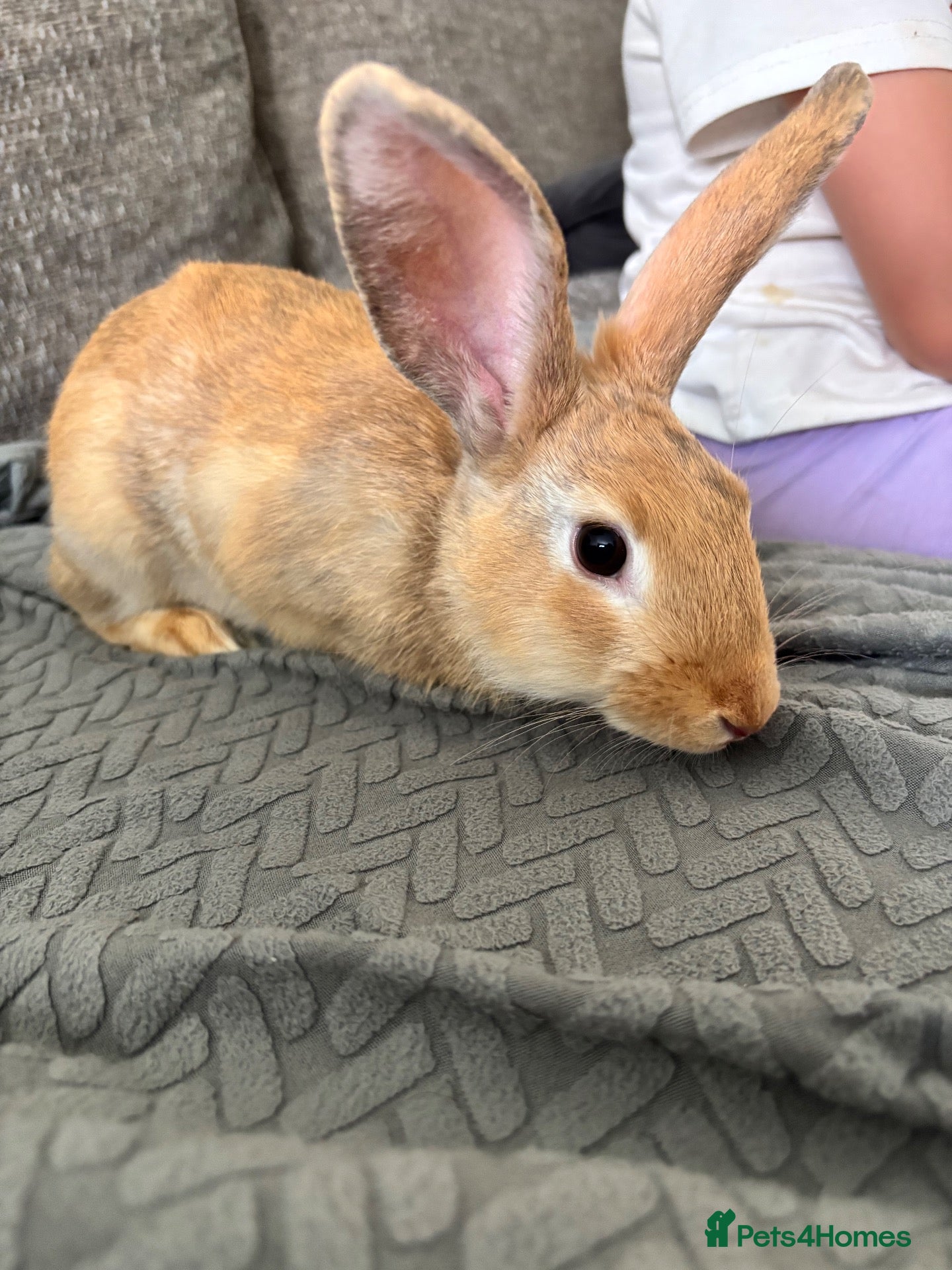 Mixed Breed rabbits Male rabbit  - Advert 1