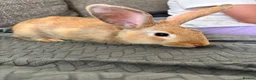 Mixed Breed rabbits for sale: Male rabbit  in Bedlington - Advert 1