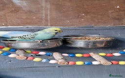 Budgerigars birds for sale: 3x baby budgie reseve only til 13th oct. From £45 - Image 14
